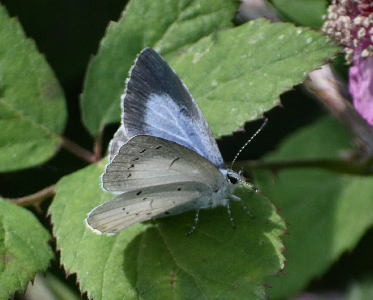 Celastrina argiolus ?